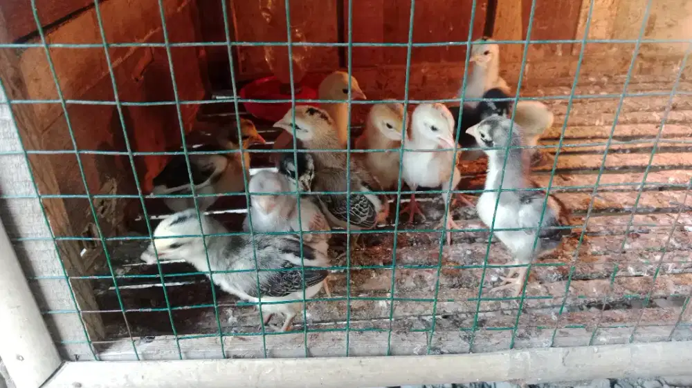 Anakan ayam pakhoy brakot