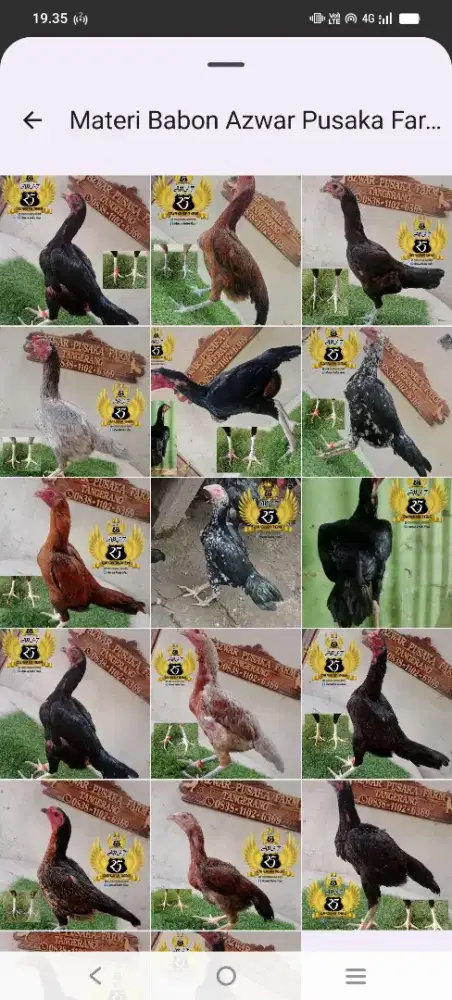 Babon/biang/betina ayam bangkok elid, mangon, birma