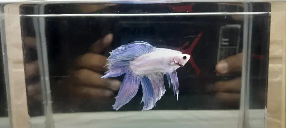 Sky Blue Doubeltail Veltaile