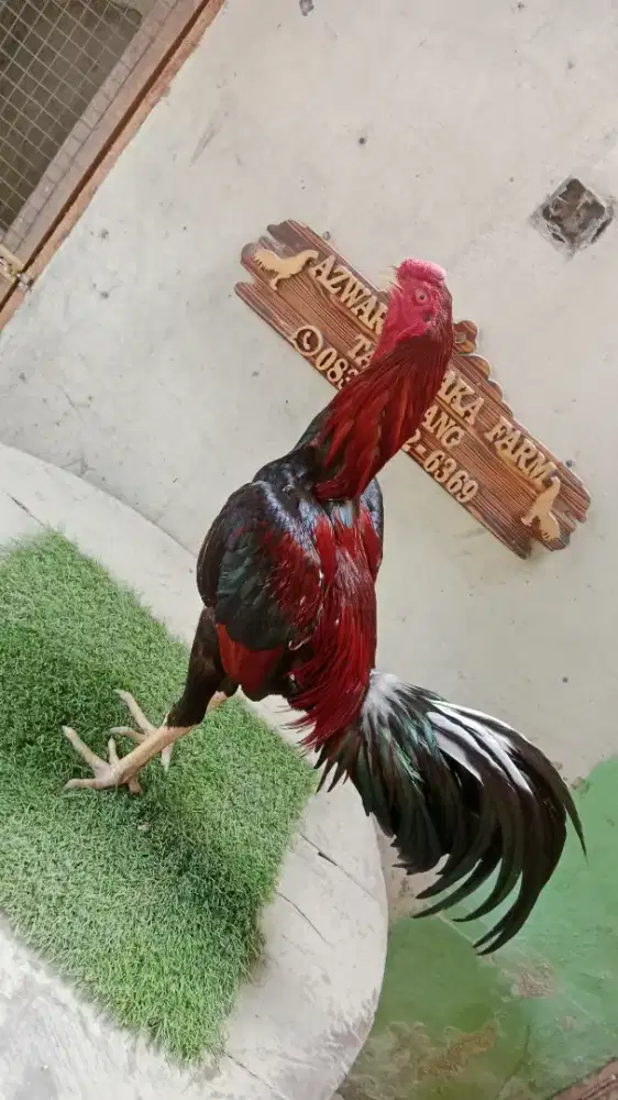 Ayam jago bangkok x birma gress