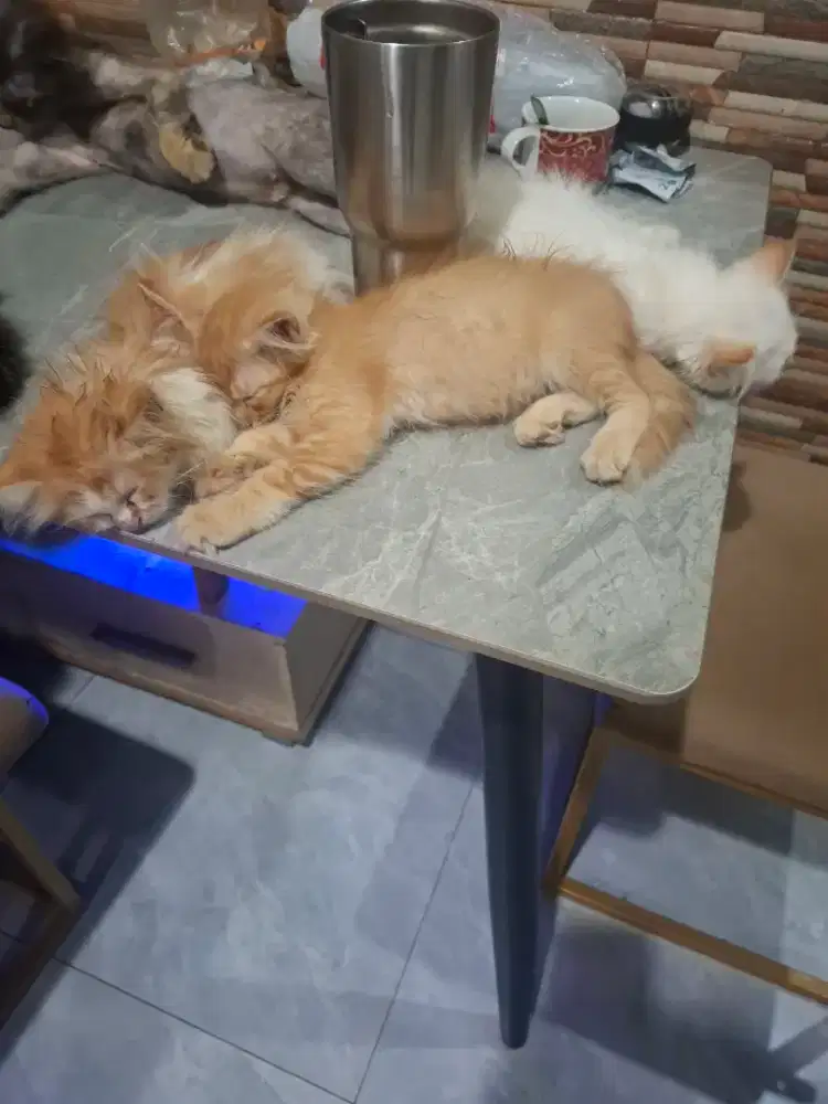 Kucing anggora usia 3 bulan