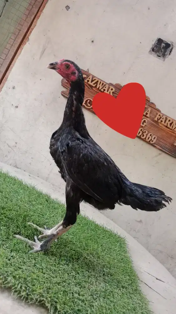 Dedara babon pakhoy, birma