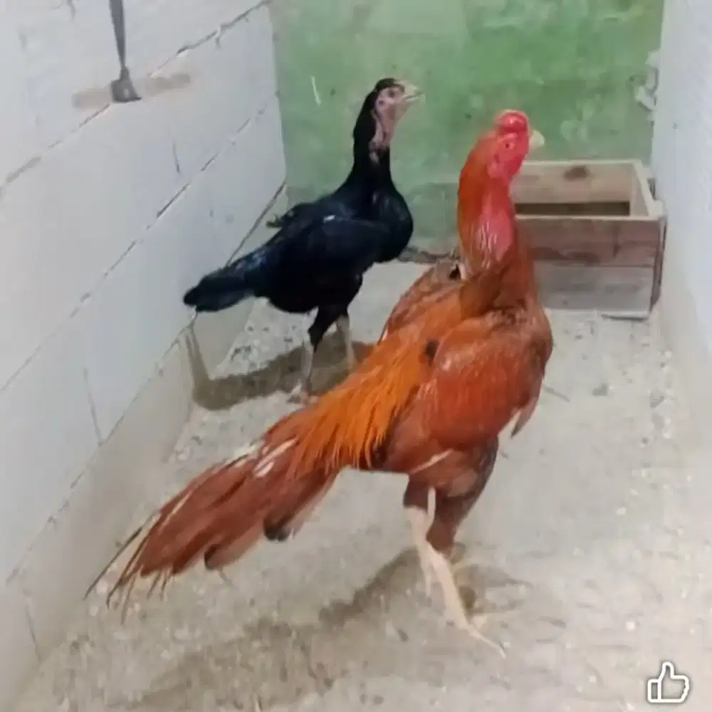 Ayam bangkok original 100% trah import