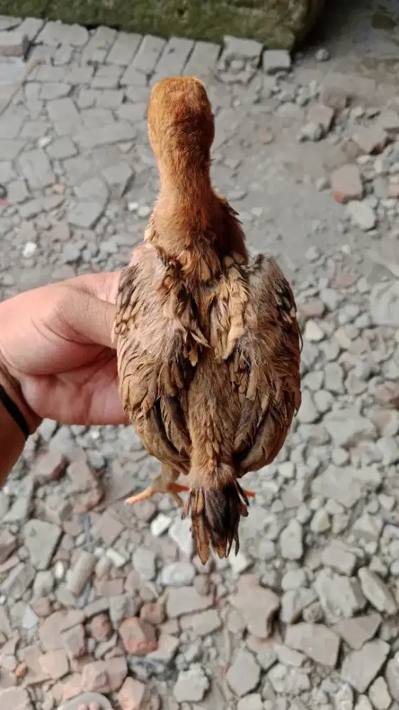 Ayam anakan ekor lidi ory big