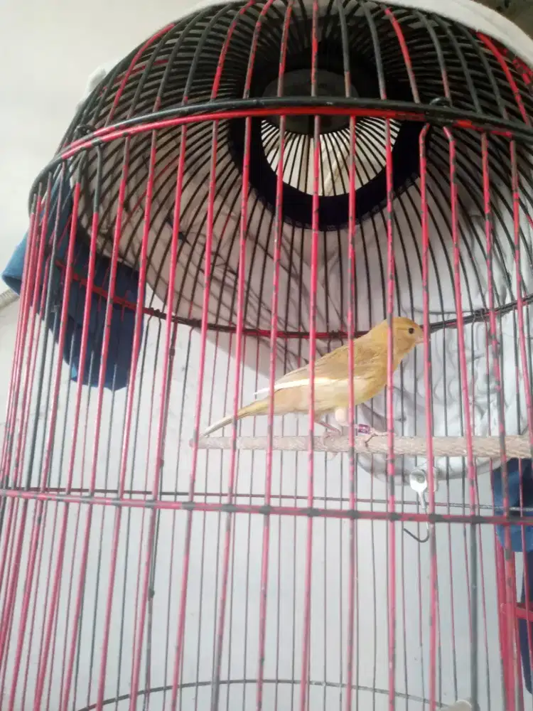 Burung Kenari paud