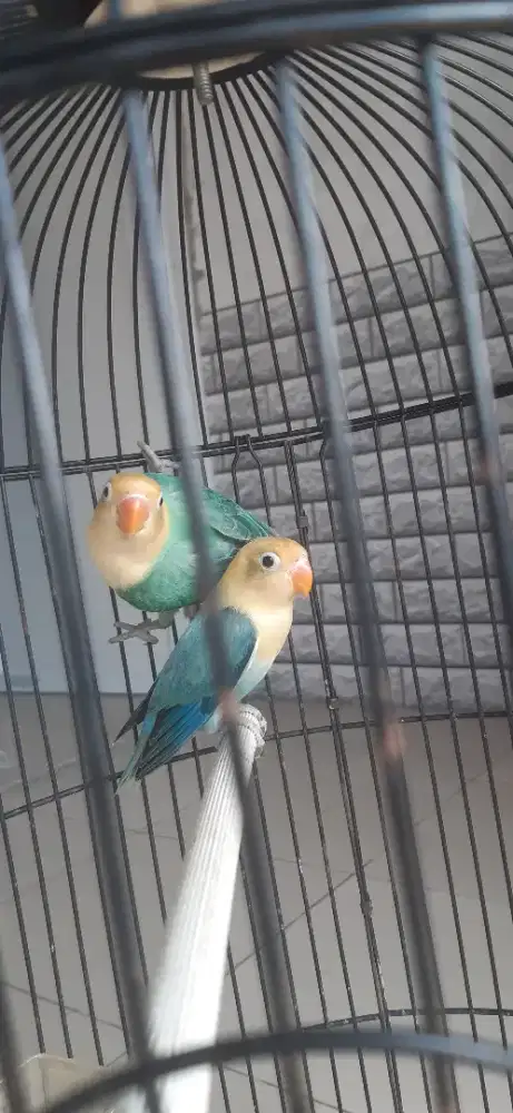 Lovebird Biola Parblue Balibu