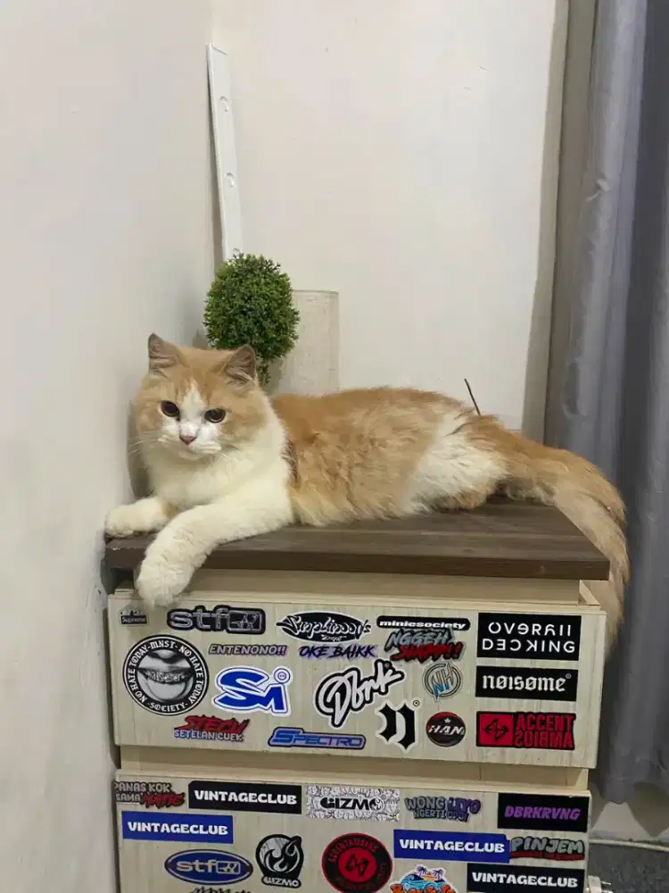 Kucing Persia Jantan
