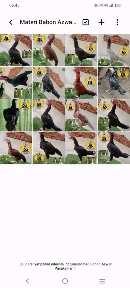 Anakan Ayam bangkok laga via Shopee ready