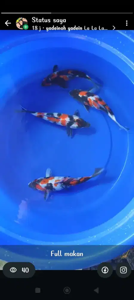 Ikan koi showa bagus