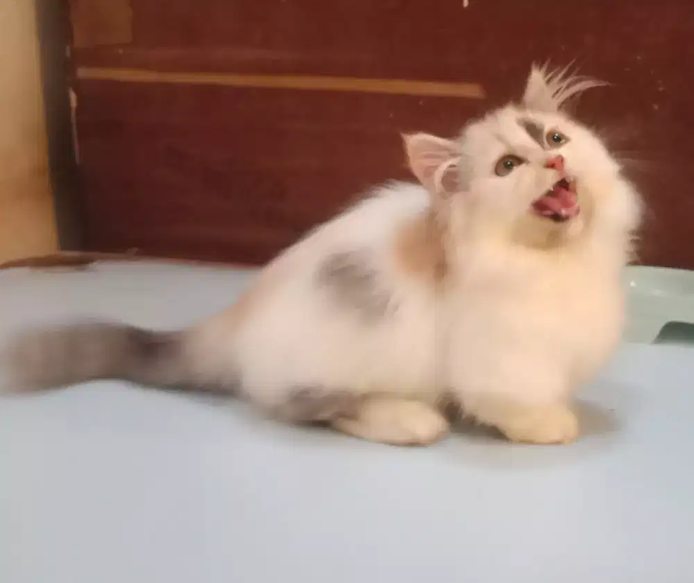 Munchkin cebol betina