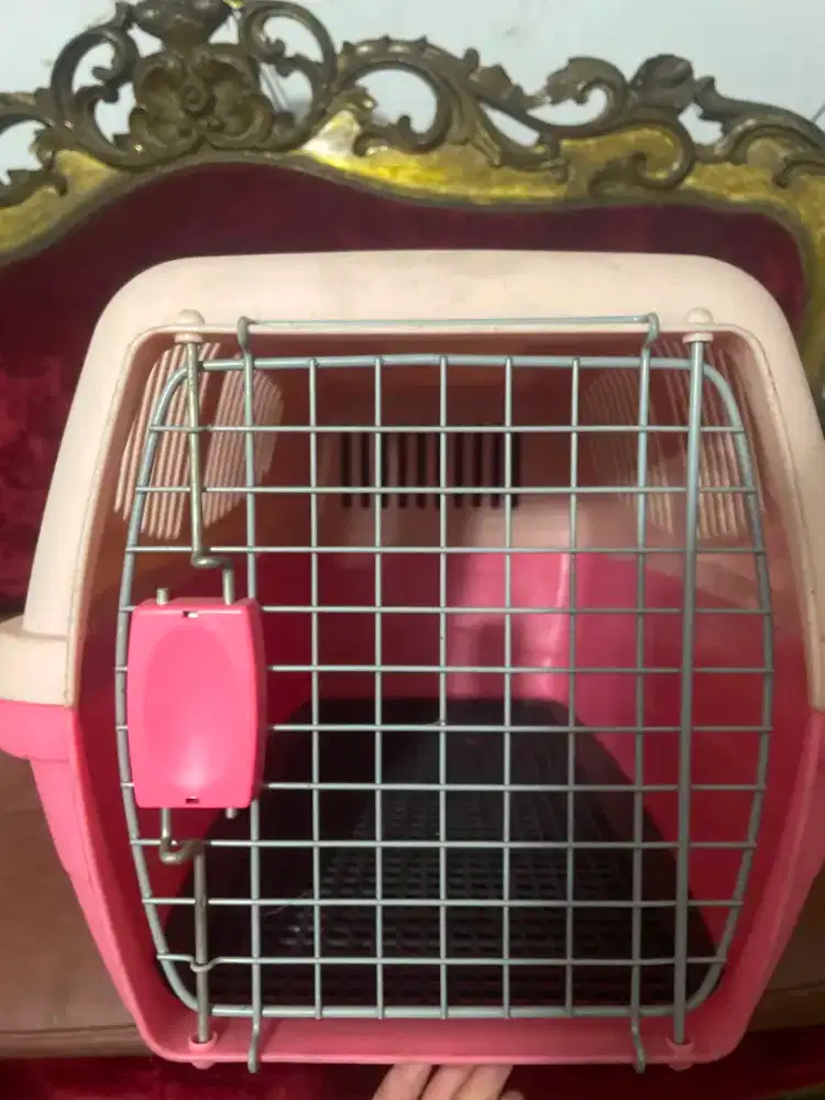 Kucing kandang NEGO
