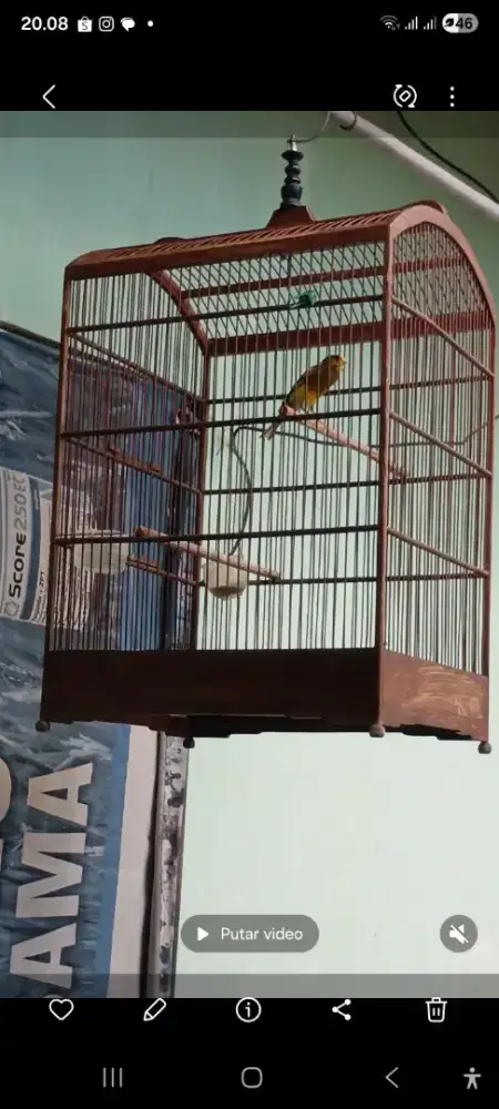 Kenari harian gacor