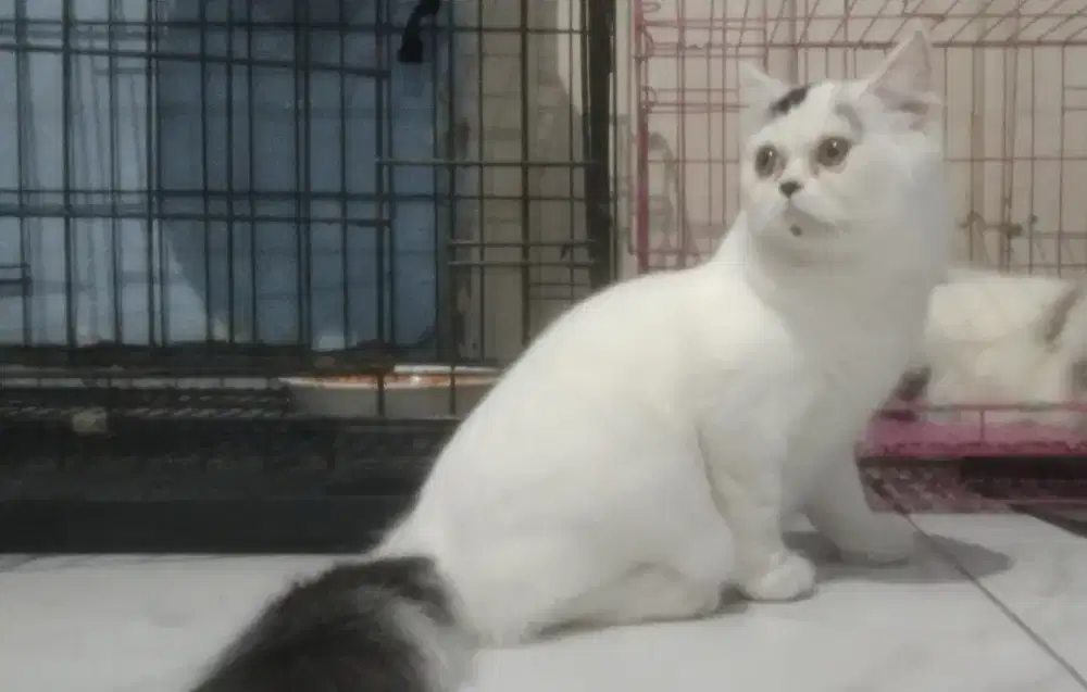 Kucing munchkin
