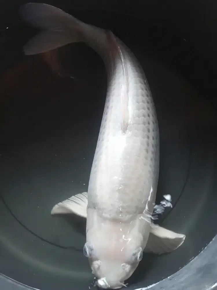 Jual koi platinum istimewa munuk size-+55cm