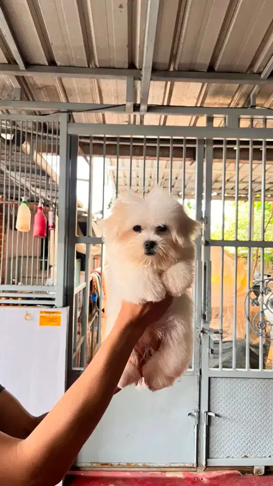 Maltese & Bichon Frise