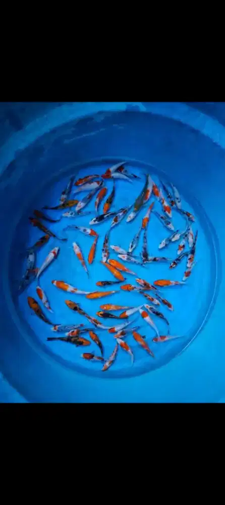 Jual paket ikan koi 15 ekor size-+7-9cm