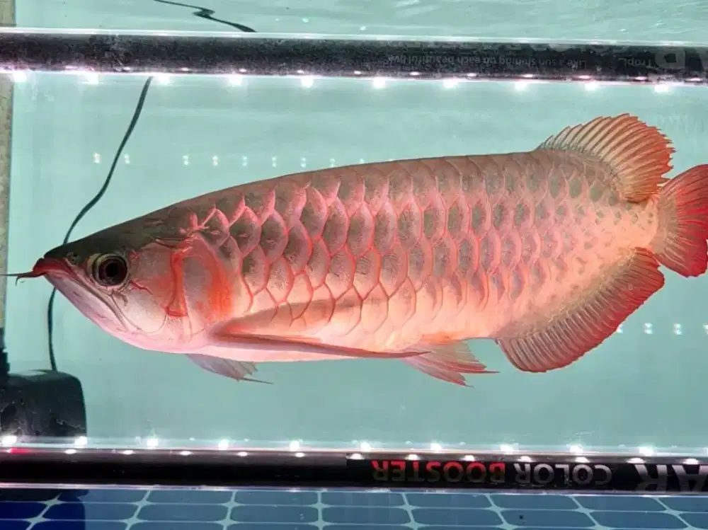 Arwana Super Red ITL Size kurleb 55cm