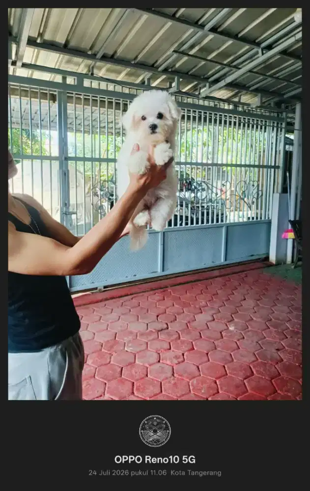 Bichon Frise Betina & Maltese Jantan