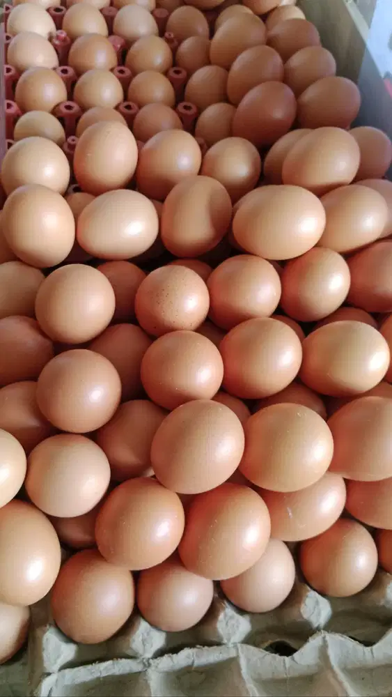Telur Fresh 2 TON