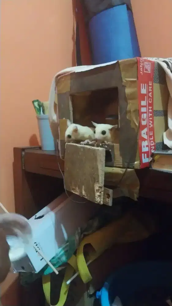 Sugar Glider Leucistic