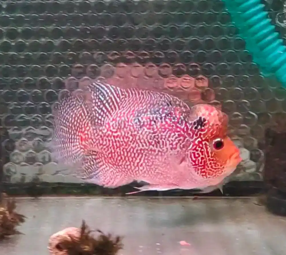 ikan lohan goldenbase cencu lulus gesek sudah bisa ternak