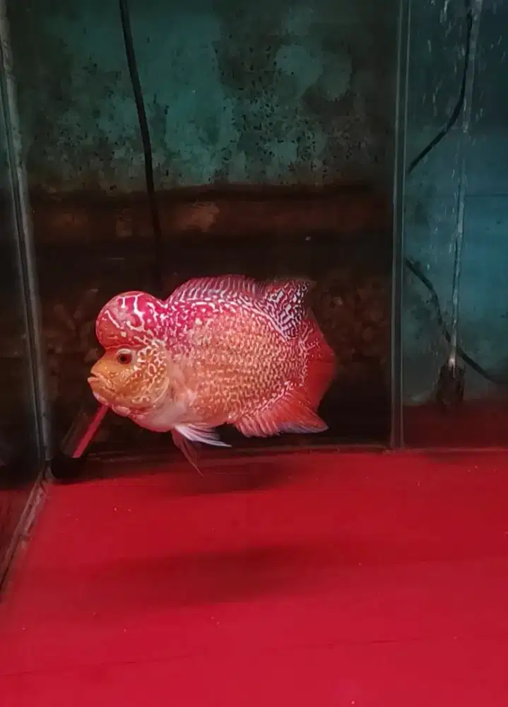 ikan lohan gb cencu 15cm full mutiara merah merona jenong besar