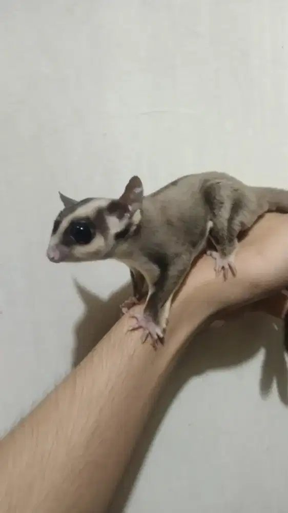 sugar glider classic grey het leu (CG)