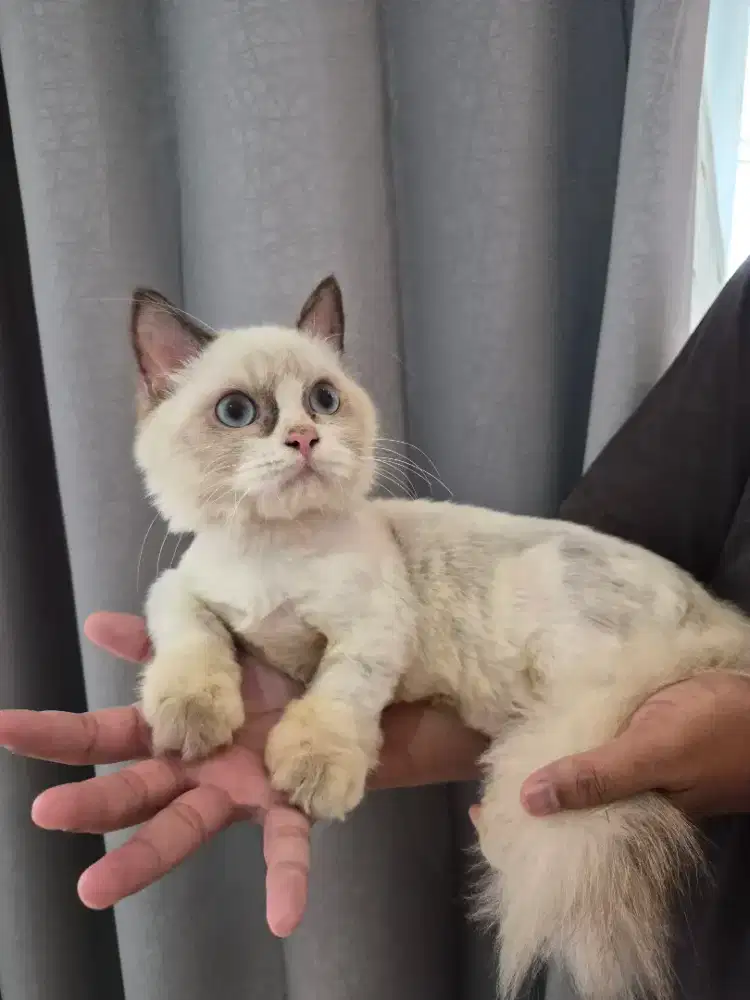 Kucing BSH Munchkin 6 bulan jantan