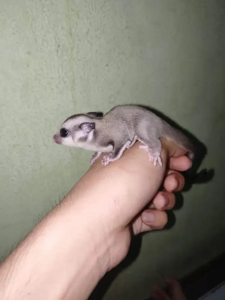sugar glider Classic grey dh