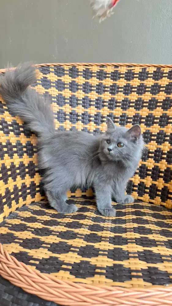 Kucing kitten persia 3 bulan