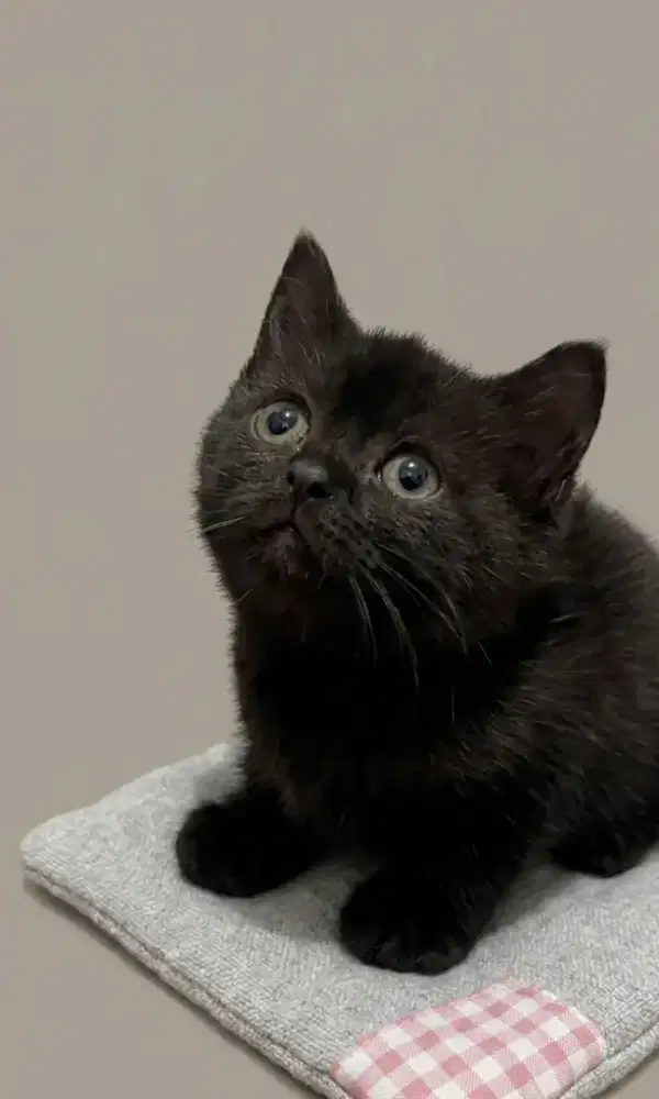 BSH Black Solid Female and Male