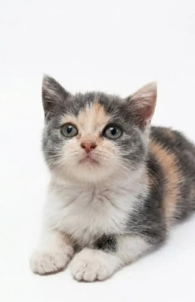 BSH Calico Dilute Female
