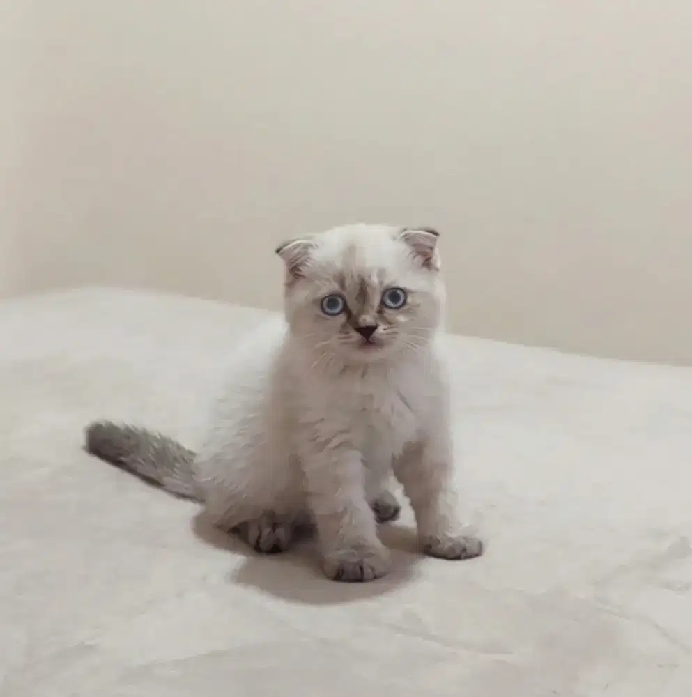 Scottish Fold Lynx Point Blue Point Betina