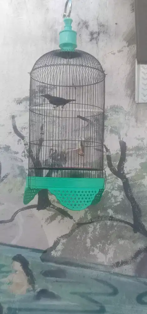 Bismillah mau jual cucak weling kondisi mulus