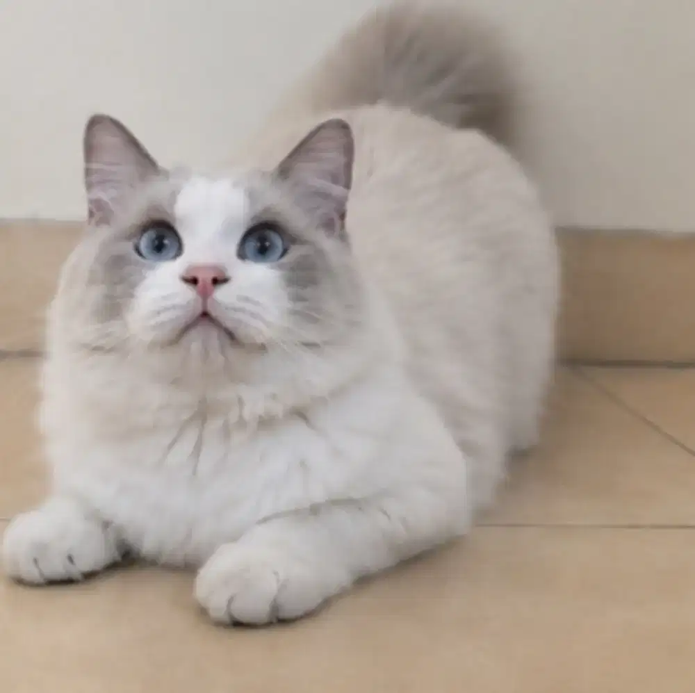 Ragdoll jantan murah aja no mines