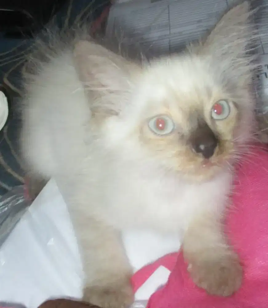 Kucing Persia usia 2,5 Bulan