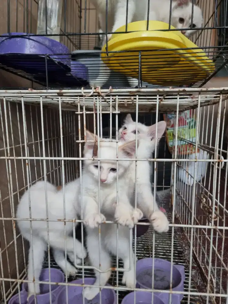 Kitten persia 3 bulan