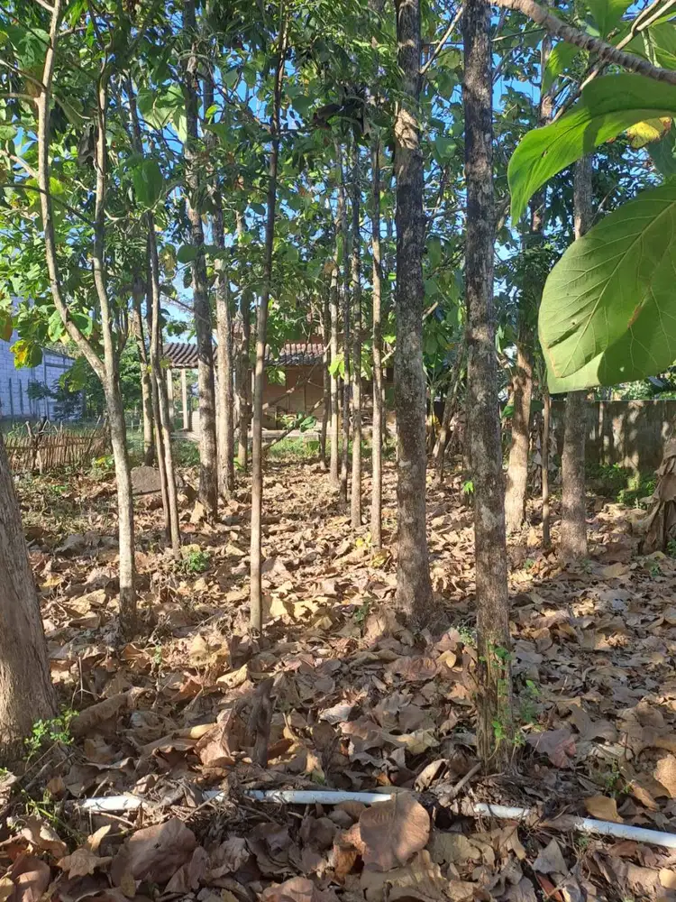Dijual Cepat Tanah Strategis di Giriroto, Ngemplak, Boyolali, Jateng.
