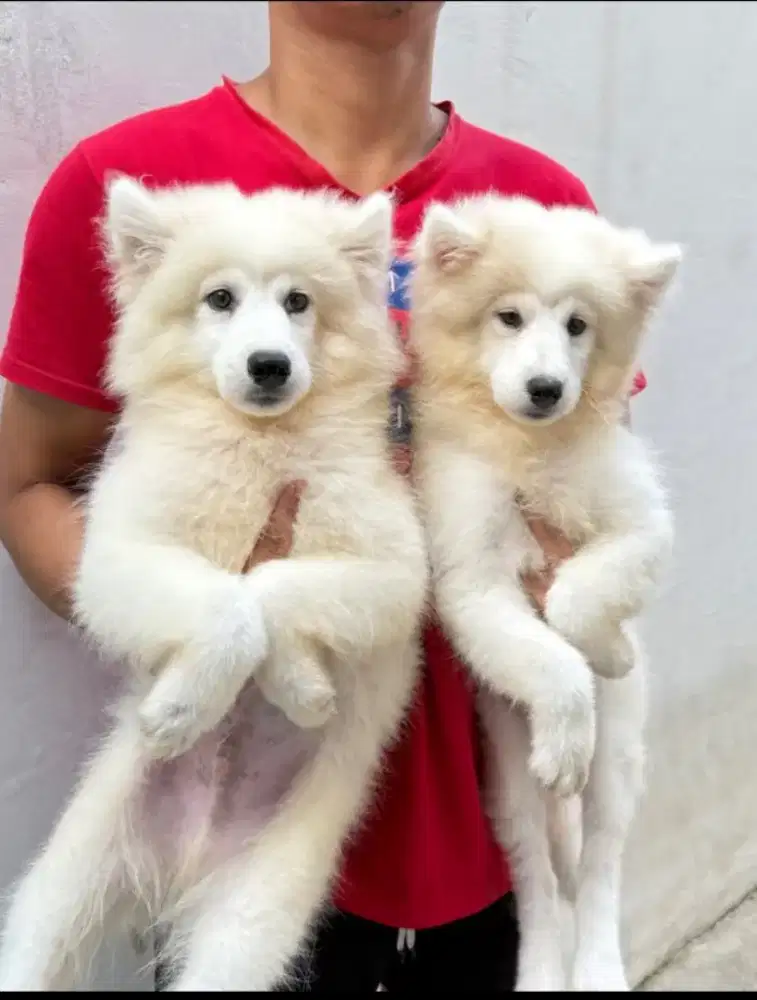 Samoyed bigbone