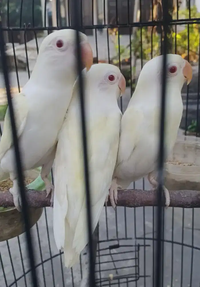 Lovebird Albino MM