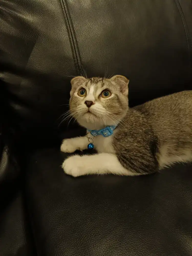 Anak kucing scotish jantan