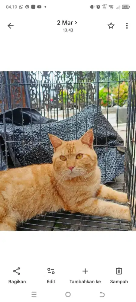 Kucing BSH jantan British