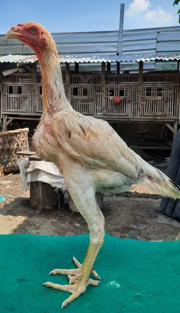 Linciran pakhoy WD x Maneedaeng