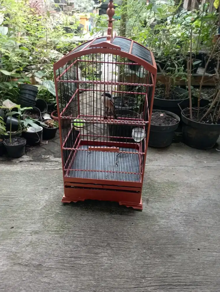 cendet atau pentet fullset