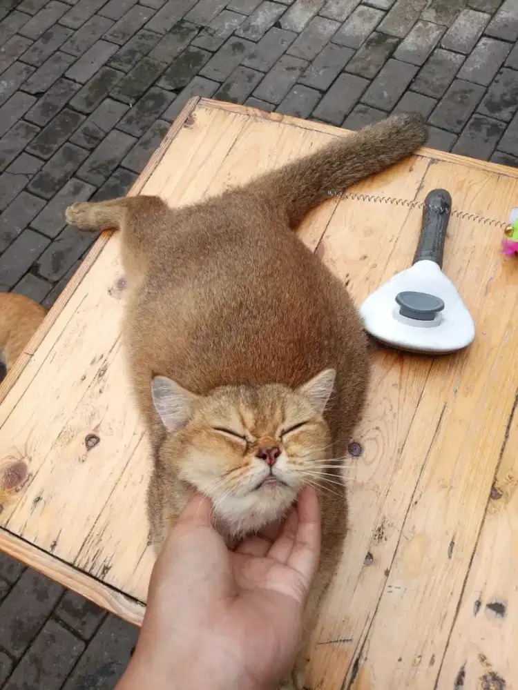 Kucing BSH British golden betina