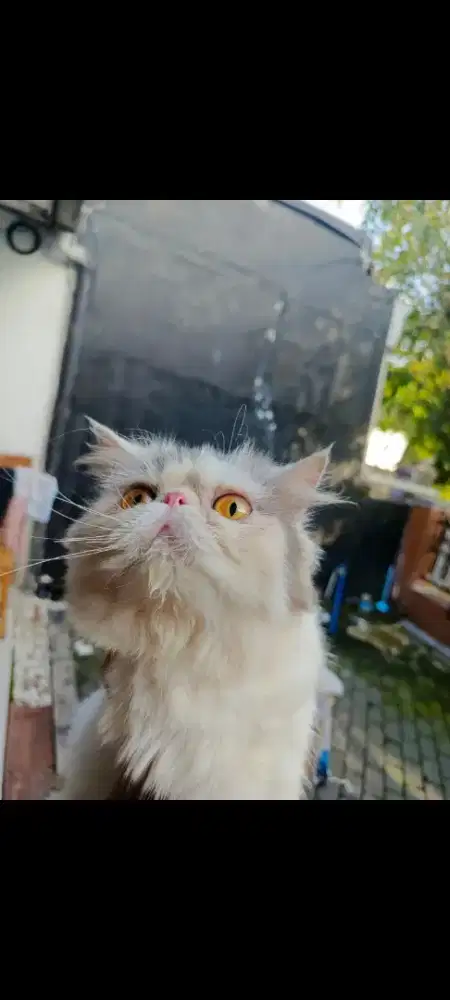 Open book peaknose x BSH