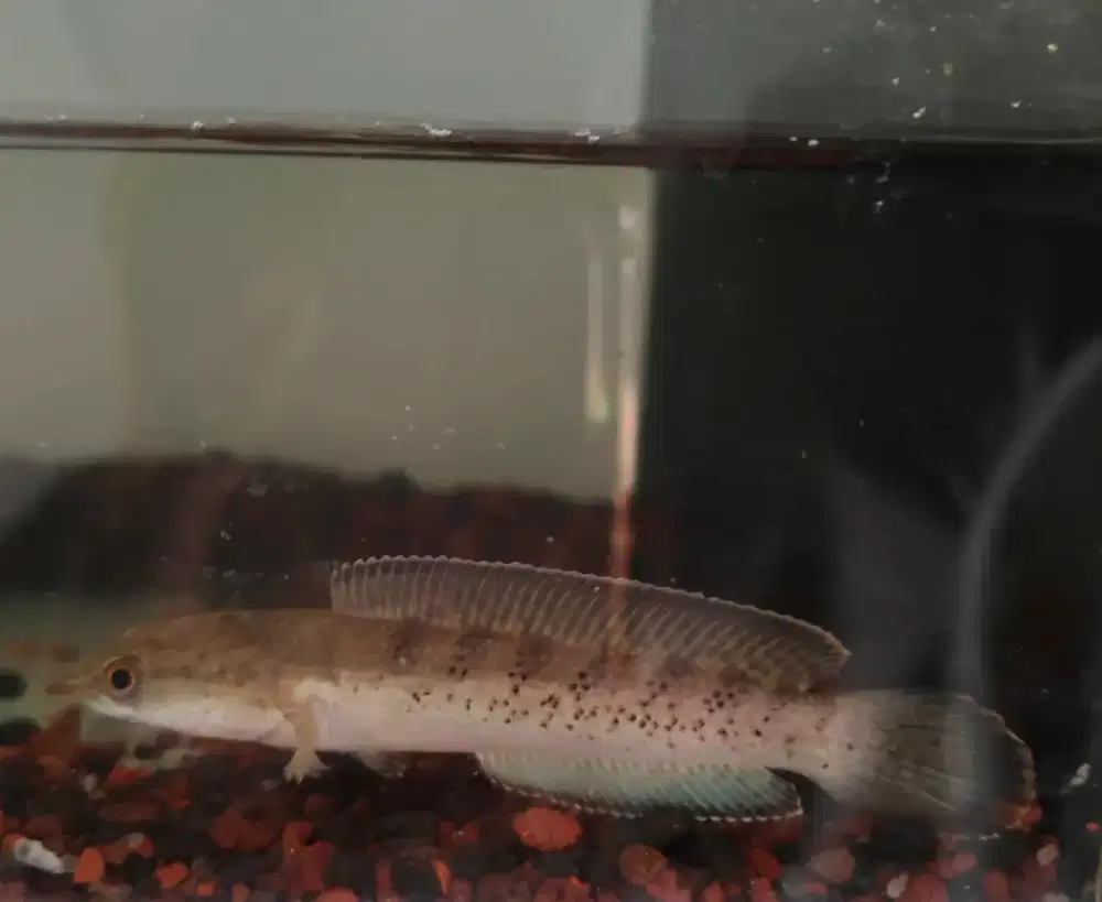 channa stewarti 8cm an