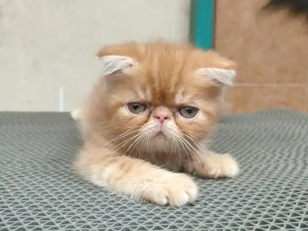 Kitten foldex betina