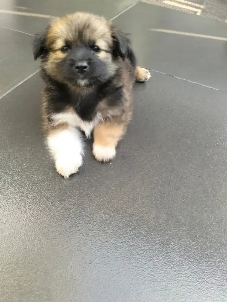 Puppy Pom mix Jantan