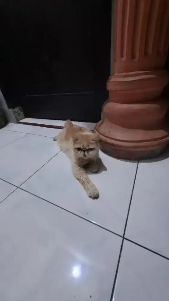 Kucing nemu peaknose